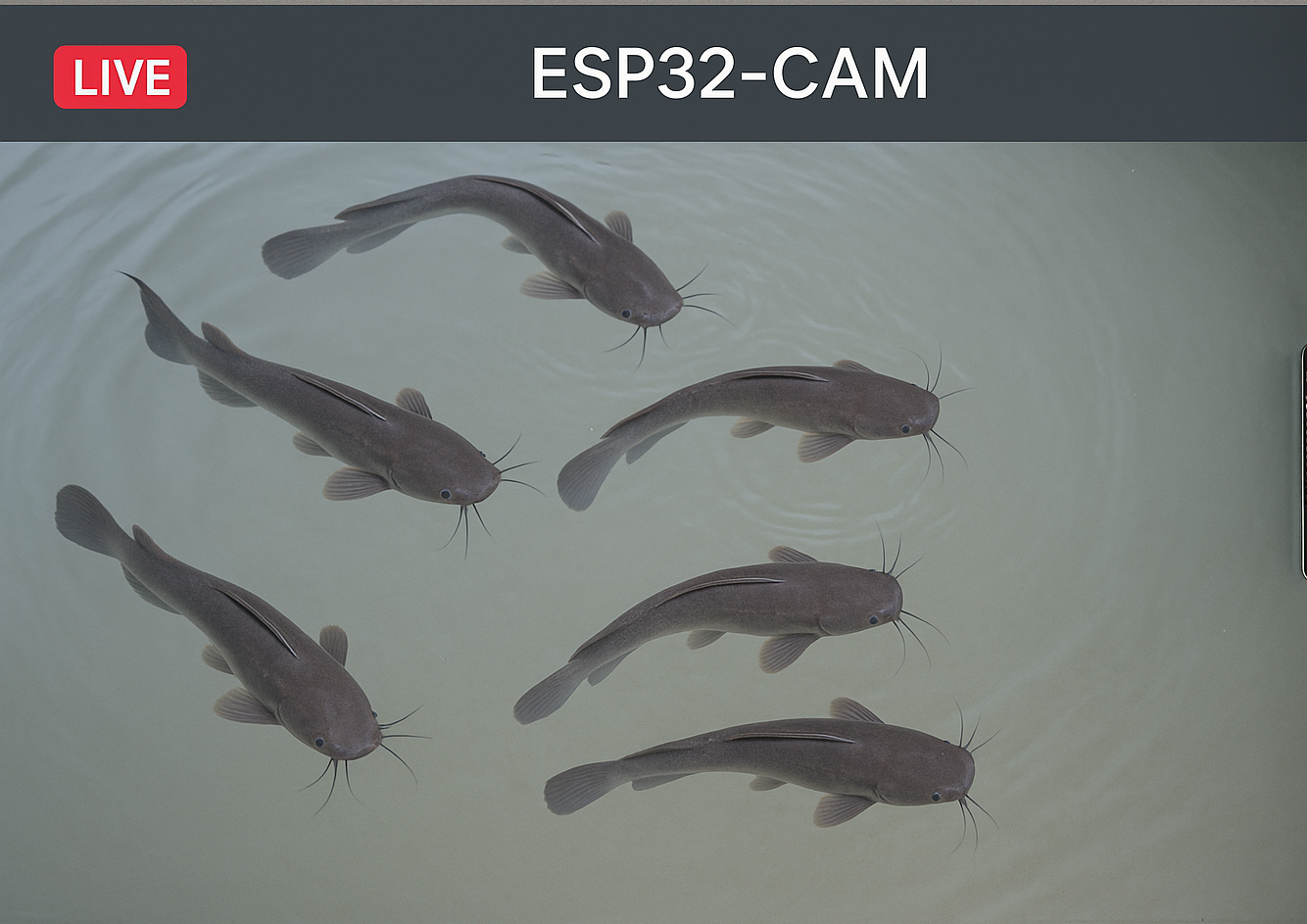 Catfish Monitor